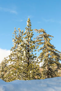 Low angle view of flower tree against blue sky