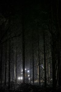 Trees in forest at night