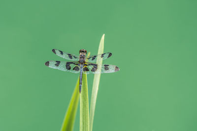 Close-up of dragonfly on leaf against green background