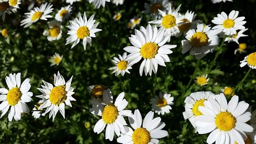 Close-up of white daisy flowers