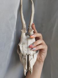 Beutiful animal skull