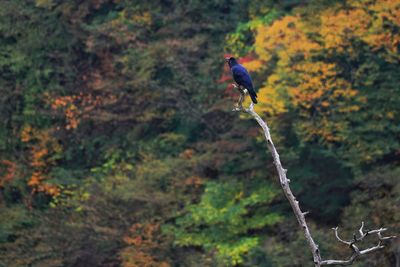 Bird perching on tree trunk