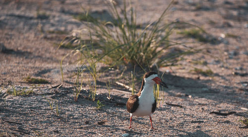 Close-up of bird perching on a field