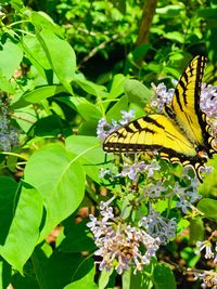 Close-up of butterfly pollinating on flower