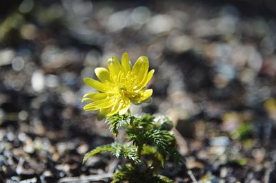 Close-up of yellow flowering plant