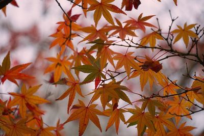 Close-up of orange maple leaves on tree