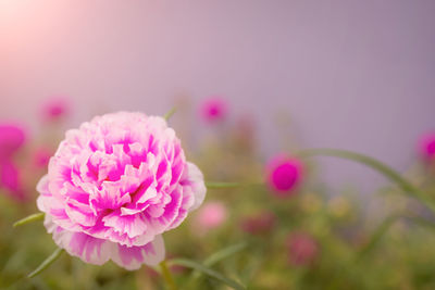 Close-up of pink flowering plant