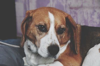 Close-up portrait of dog relaxing on bed at home