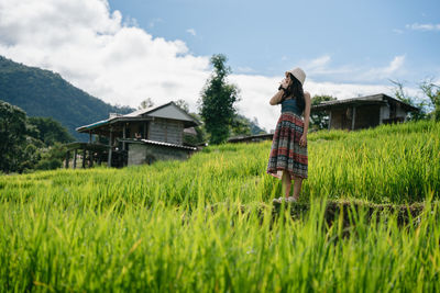 paddy field