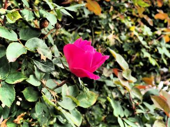 Close-up of pink flower