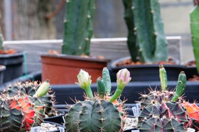 Close-up of succulent plants in pot