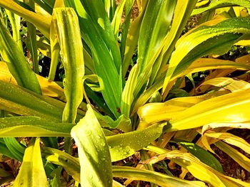 High angle view of plant growing on field during sunny day