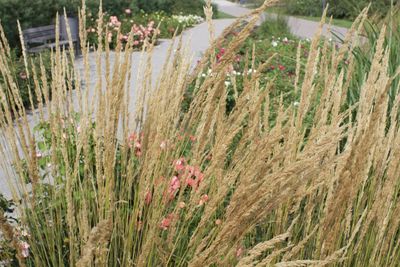 Close-up of flowering plants on land