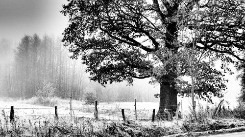 Trees on field