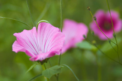 Close-up of pink flower blooming outdoors