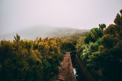 Scenic view of forest against sky