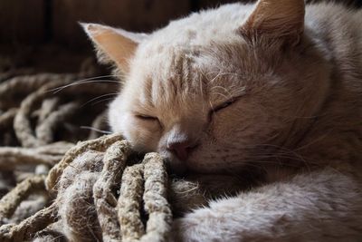 Close-up of cat sleeping