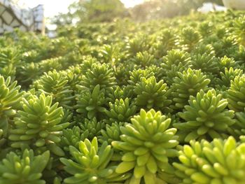 Close-up of plants