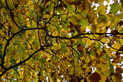 Low angle view of leaves on tree