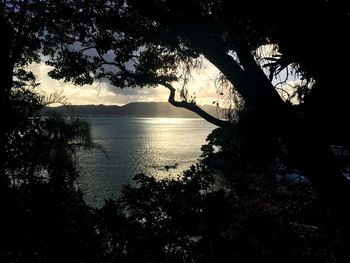 Silhouette of trees at sea during sunset