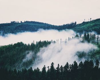 Panoramic view of trees in forest against clear sky