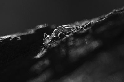 Close-up of raindrops on plant