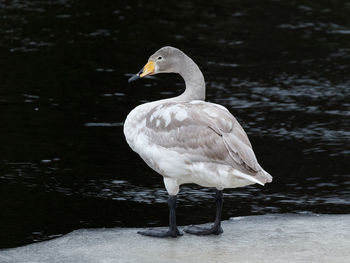 Close-up of bird perching on lake