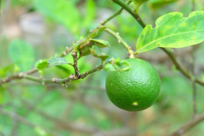 Close-up of fruit growing on tree