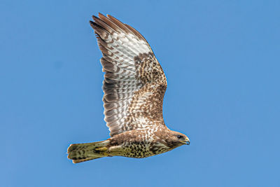 Low angle view of eagle flying against clear blue sky