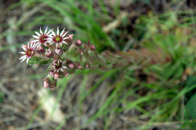 Close-up of flowers blooming outdoors