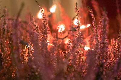 Close-up of flowers growing in field