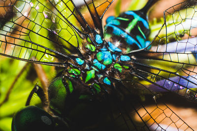 Close-up of insect on leaf