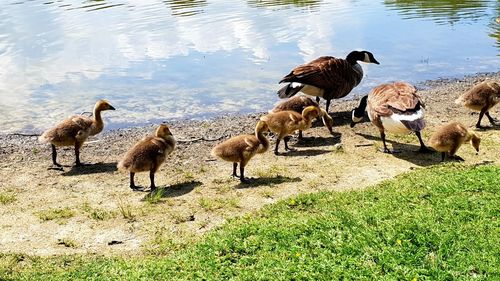 Flock of birds on lakeshore