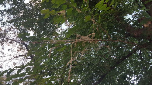 Low angle view of bird hanging on tree in forest