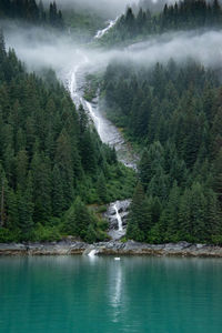 Scenic view of waterfall in forest