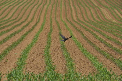 High angle view of bird flying over field