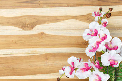 High angle view of pink flower on table