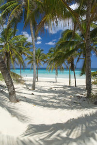 Palm trees on beach against sky