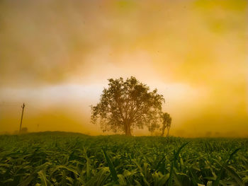 Tree on field against sky during sunset