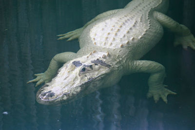 A white alligator swimming in the water