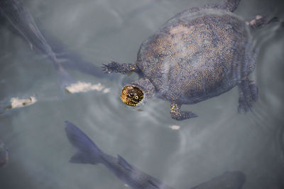 High angle view of turtle and fish swimming in lake