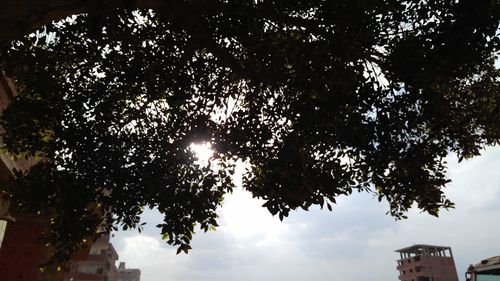 Low angle view of tree against sky