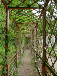 Walkway amidst trees in forest