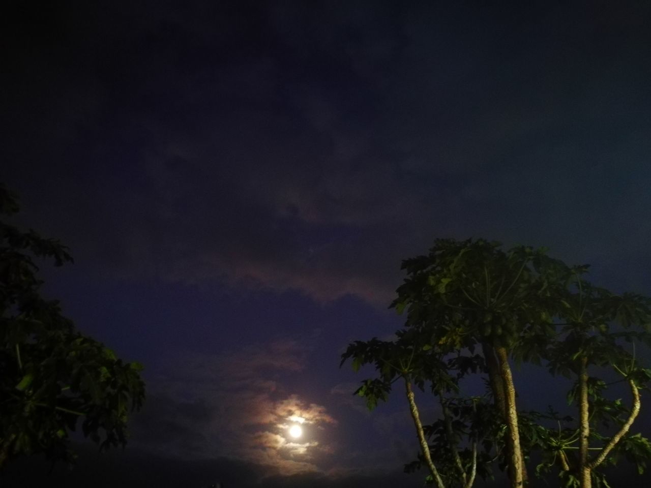 LOW ANGLE VIEW OF TREES AGAINST SKY