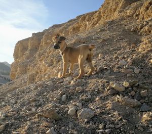 Dog standing on rock