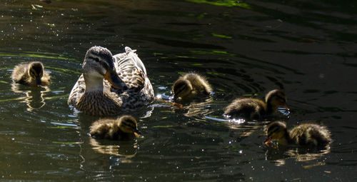 Ducks swimming in the lake