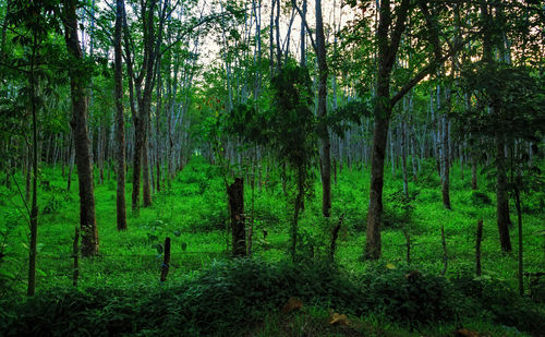 Trees in forest