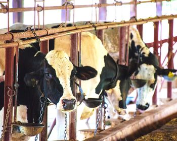 High angle view of cows in shed