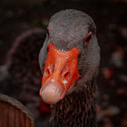 A duck face close-up