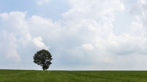 Single tree on field against sky